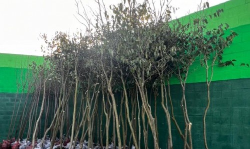 Plan de Forestación en Ensenada: Oxbow Argentina -Planta Copetro- donó 500 árboles