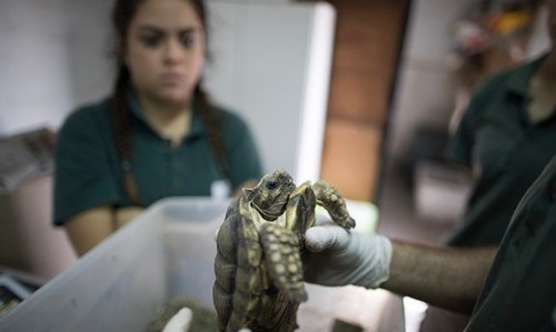 El ex zoológico de la Ciudad de Buenos Aires trabaja con la provincia de Buenos Aires y otras 15 provincias en la conservación de especies en peligro